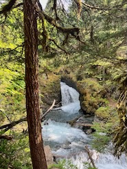 River and falls in a forest