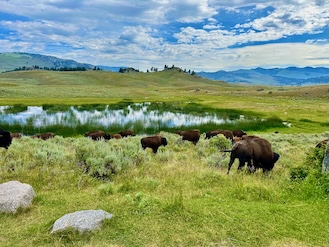 Bison near a pond