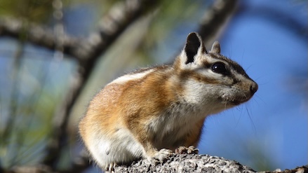 Chipmunk close-up